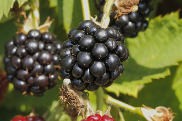 Brombeeren (Rubus sectio Rubus)