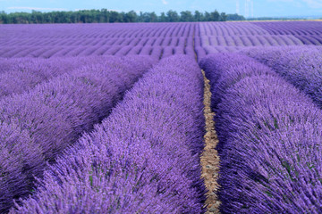 Obraz na płótnie Canvas valensole Provence Francja pola lawendy z kwiatami