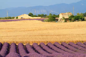 valensole provenza francia campi di lavanda fiorita