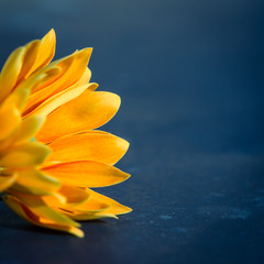 chrysanthemum flower