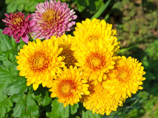 Chrysanthemen