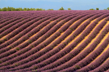 valensole provenza francia campi di lavanda fiorita