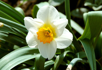 White narcissus