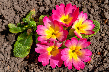 primula flowers close up