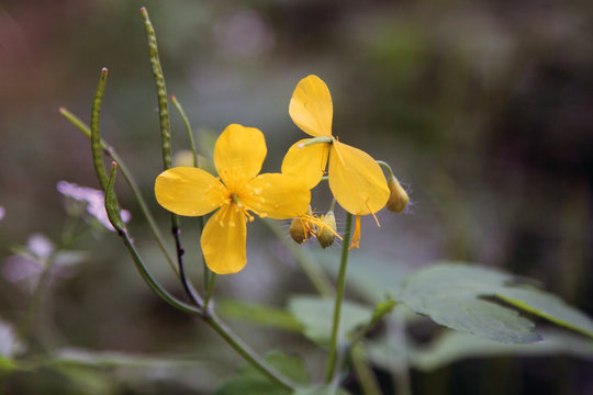 Flor de celidonia, chelidonium majus