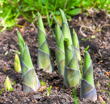 hosta sprouts in spring close up