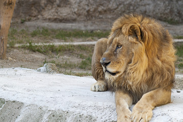 Naklejka premium Leoni