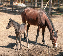 horse and its foal standing