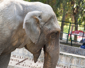 Fototapeta premium Elefante