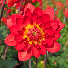 Obraz premium Dahlie - Dahlia
