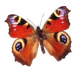 cool butterfly