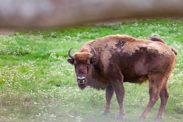Aurochs looking at camera