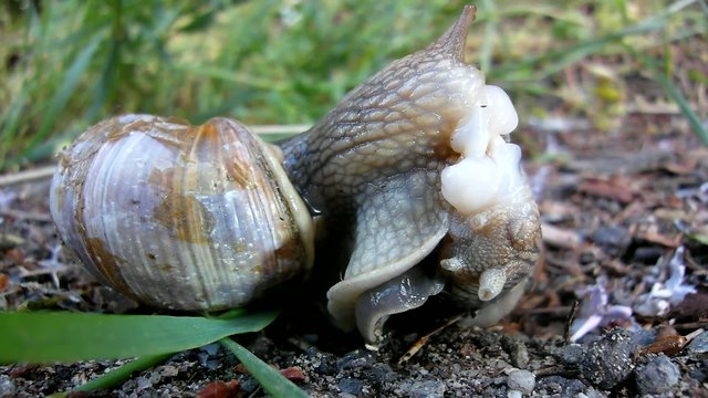 Two big snails have a sex. Closeup view to snail reproduction.