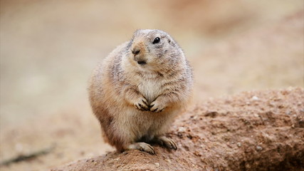 American prairie dog