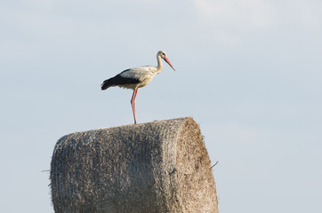 Bocian na beli siana