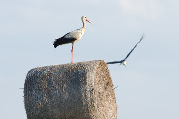 Bocian na beli siana