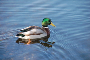 Fototapeta premium Ente schwimmt