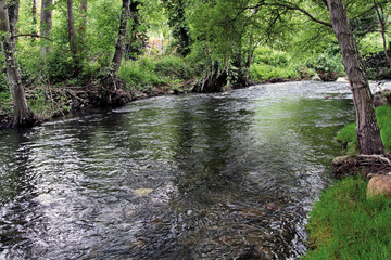 Vegetación en río Ambroz, Aldeanueva del Camino, España