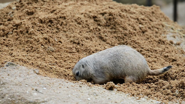 American prairie dog digging a burrow