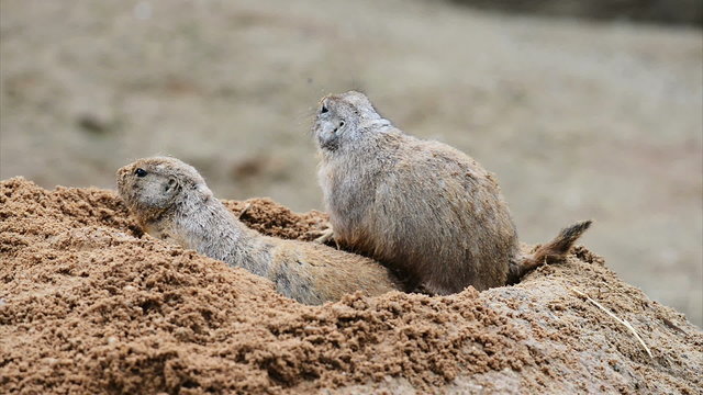 American prairie dog family