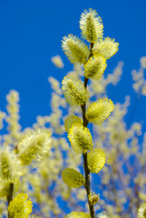 Pussy-willow branches against the blue sky