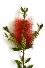 Fototapeta premium Callistemon citrinus Callistemo Crimson Bottlebrush