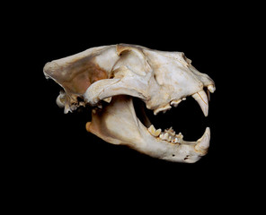 African Lion Skull (Pantera leo).