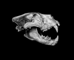 Naklejka premium African Lion Skull (Pantera leo).