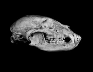 Black Bear © asbtkb