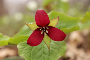 Red trillium in the forest - 64802797