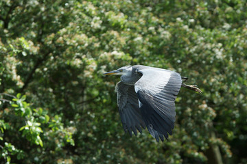 Grey Heron, Ardea cinerea