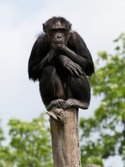 Schimpanse auf einem Baumstumpf