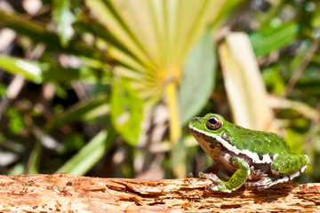 Barking Tree Frog