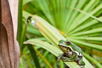 Barking Tree Frog