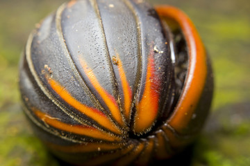 Glomeris marginata, a species of pill millipede, Borneo
