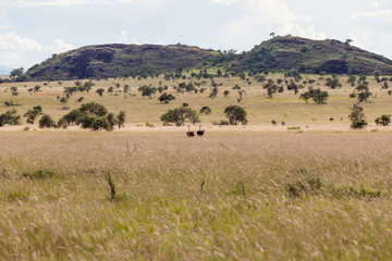 Fototapeta na wymiar Naturlandschaft in Afrika