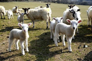 Fototapeta premium Young spring Lambs