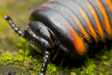 Glomeris marginata, a species of pill millipede, Borneo