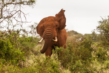 Fototapeta na wymiar Roter Elefant
