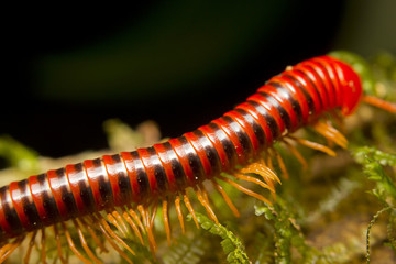 Macro of a red millipede, Borneo, Malaysia
