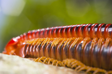 Mating of red millipedes, Borneo, Malaysia