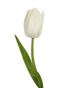 White tulip. Vector illustration. Isolated on white
