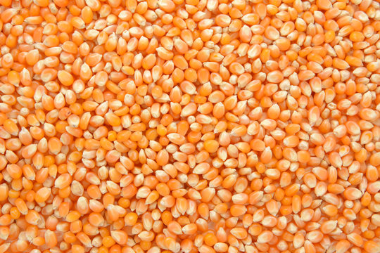 Popcorn maize background