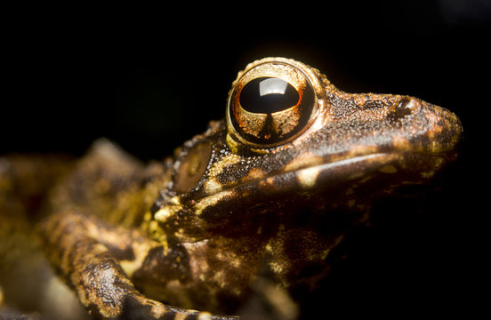 Portrait of a tropical frog, Borneo, Malaysia