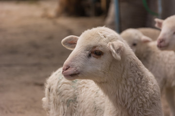 Lambs white closeup