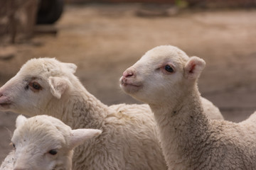 Naklejka premium Lambs white closeup