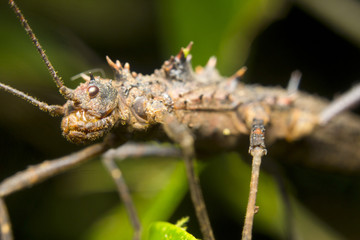 Portrait of an Eurycantha calcarata, Borneo, Malaysia