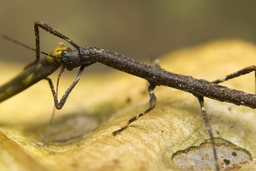 Macro of a stick insect (Phasmatodea), Borneo, Malaysia
