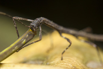 Macro of a stick insect (Phasmatodea), Borneo, Malaysia