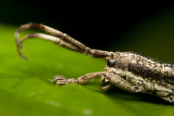 Macro of a stick insect (Phasmatodea), Borneo, Malaysia